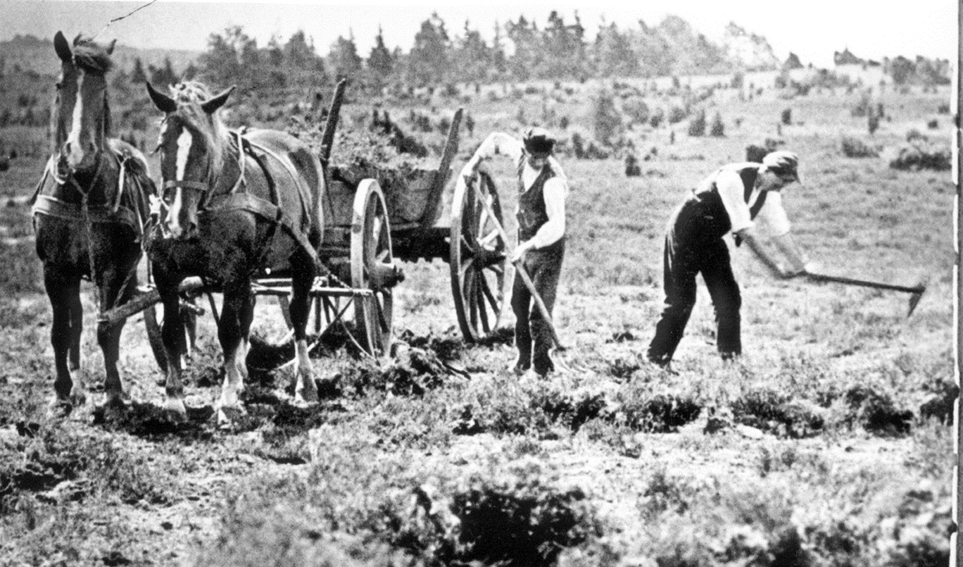 Abb. 2: Plaggenentnahme mit dem Plaggenspaten (li.) und der Plaggenhaue (re.)  (Foto: H. Schröder)