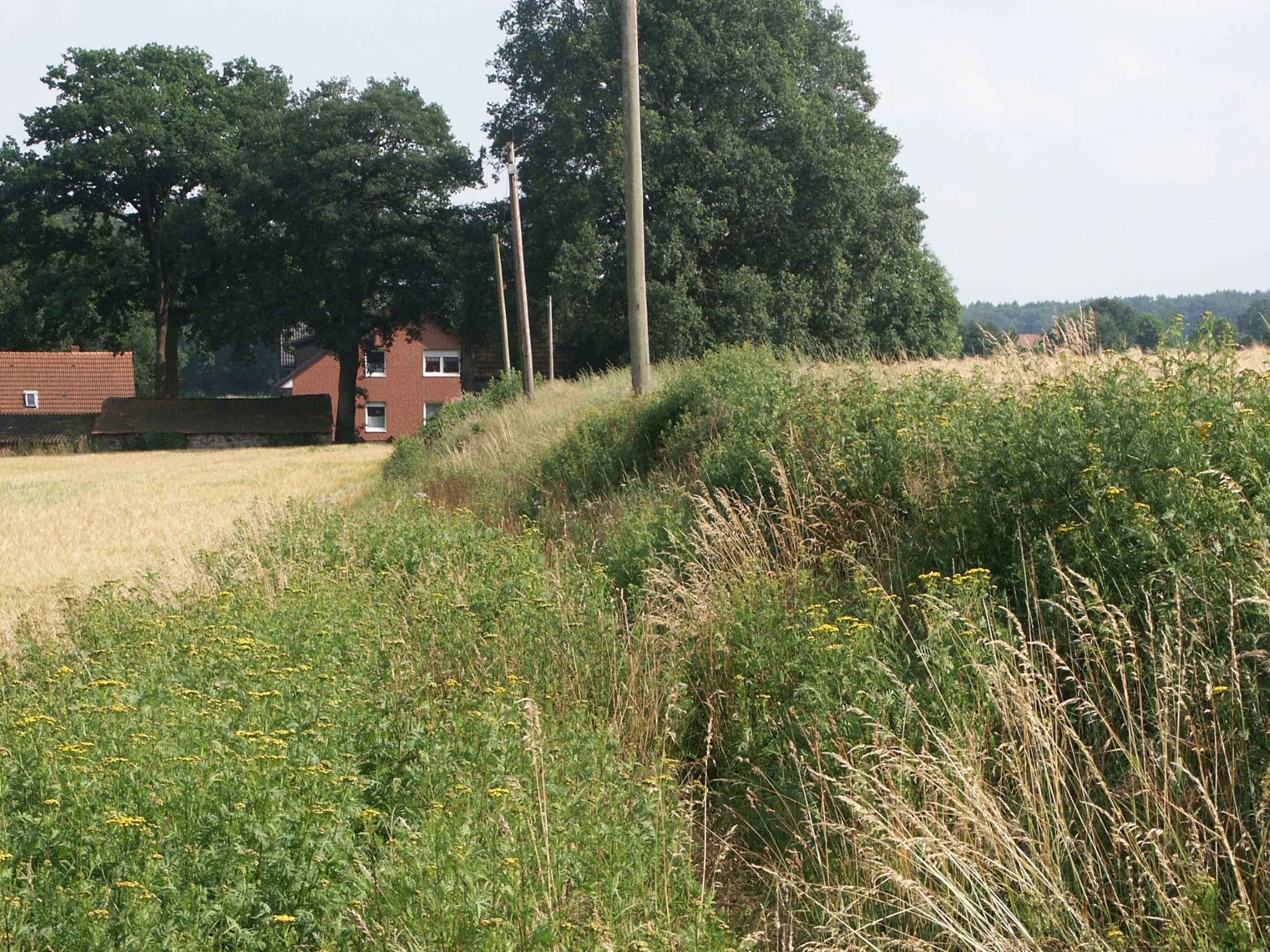 Abb. 6: Eschkante  (Foto: K. Mueller)  