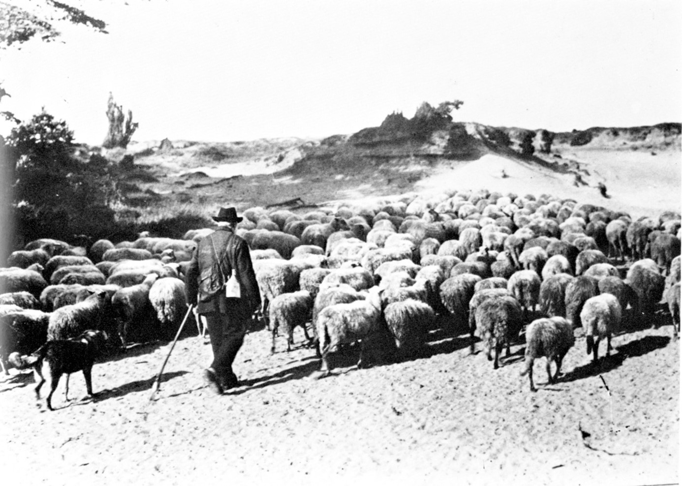 Abb. 8: Wehsandfläche und Dünen im Emsland (Foto: unbekannt)